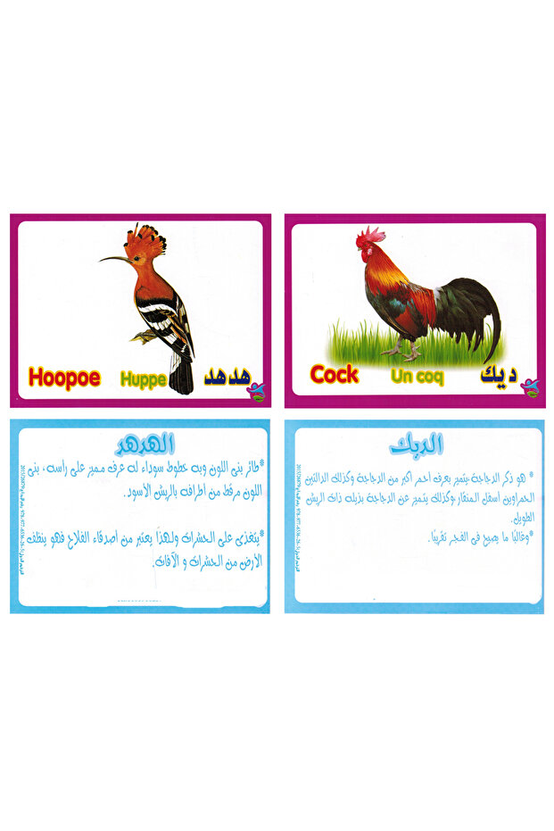 فلاش كارت - الطيور - 3