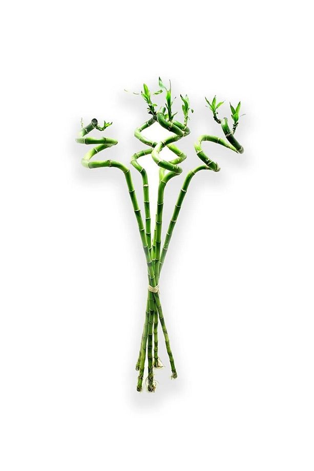 10 Adet Dal Şans Bambusu 70-80 Cm Salon Bitkisi Ev Bitkisi Lucky Bamboo Ofis Bitkisi - 4