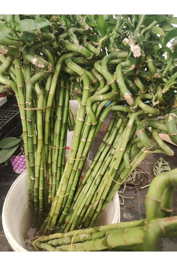 10 Adet Dal Şans Bambusu 70-80 Cm Salon Bitkisi Ev Bitkisi Lucky Bamboo Ofis Bitkisi - 2