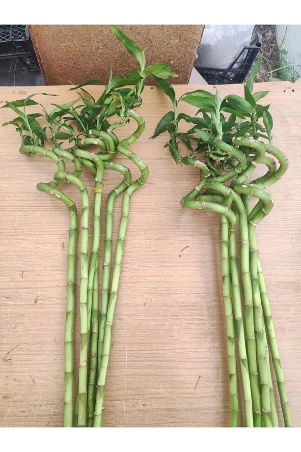 10 Adet Dal Şans Bambusu 70-80 Cm Salon Bitkisi Ev Bitkisi Lucky Bamboo Ofis Bitkisi - 7
