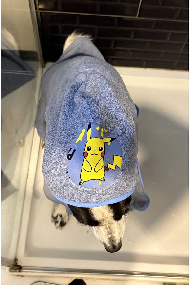 Köpek Koton Banyo Havlusu - Bebe Mavi - 2