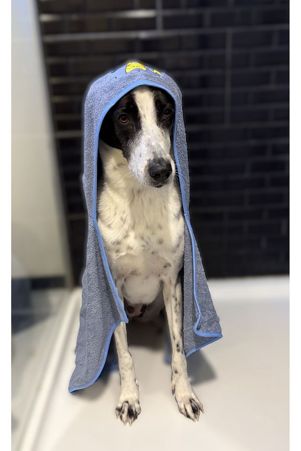 Köpek Koton Banyo Havlusu - Bebe Mavi - 5