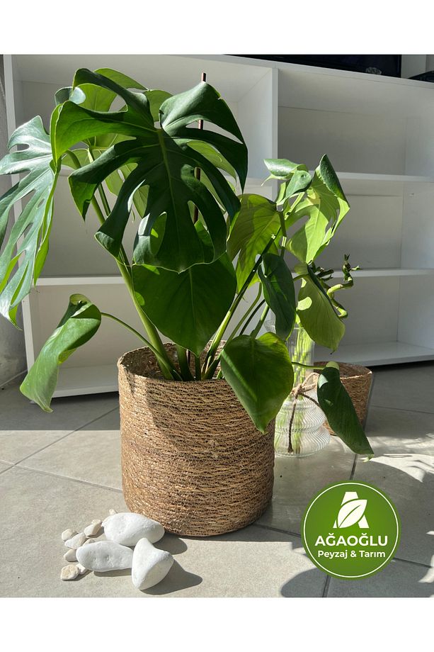 Monstera Deliciosa (Deve Tabanı) – Büyük Yapraklı Tropikal Salon Bitkisi - 3