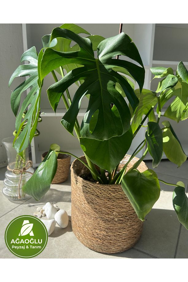 Monstera Deliciosa (Deve Tabanı) – Büyük Yapraklı Tropikal Salon Bitkisi - 2