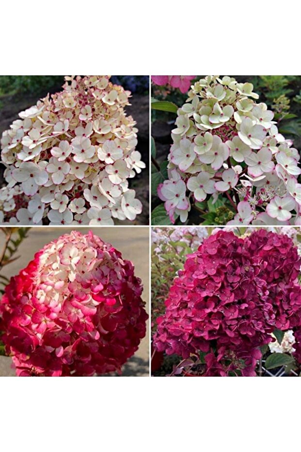 Ağaç Ortanca Paniculata - 2