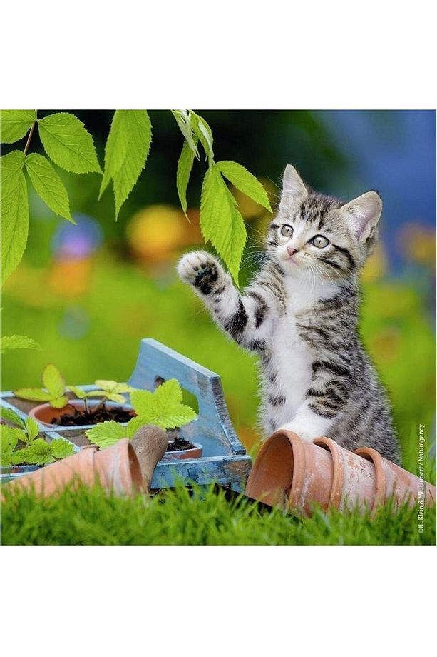 3 Adet 49 Parçalı Puzzle Sevimli Kediler 5 Yaş Ve Üzeri Çocuk Yapbozları S - 4