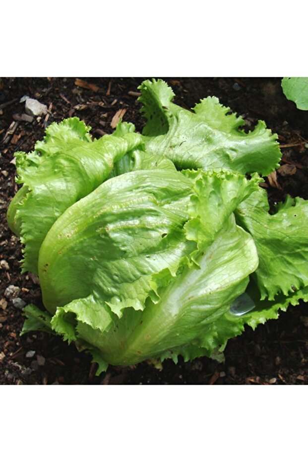 Iceberg Marul Fidesi (5 Adet) - 1