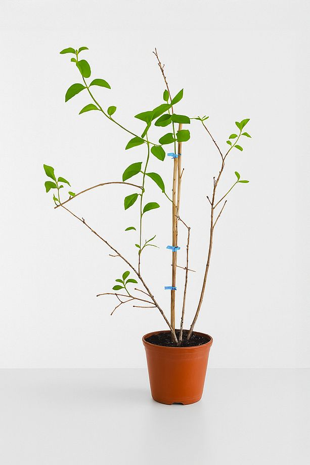 Goji Berry Fidanı Bigberry Kurt Üzümü Fidanı 70 Cm Üzeri - 4
