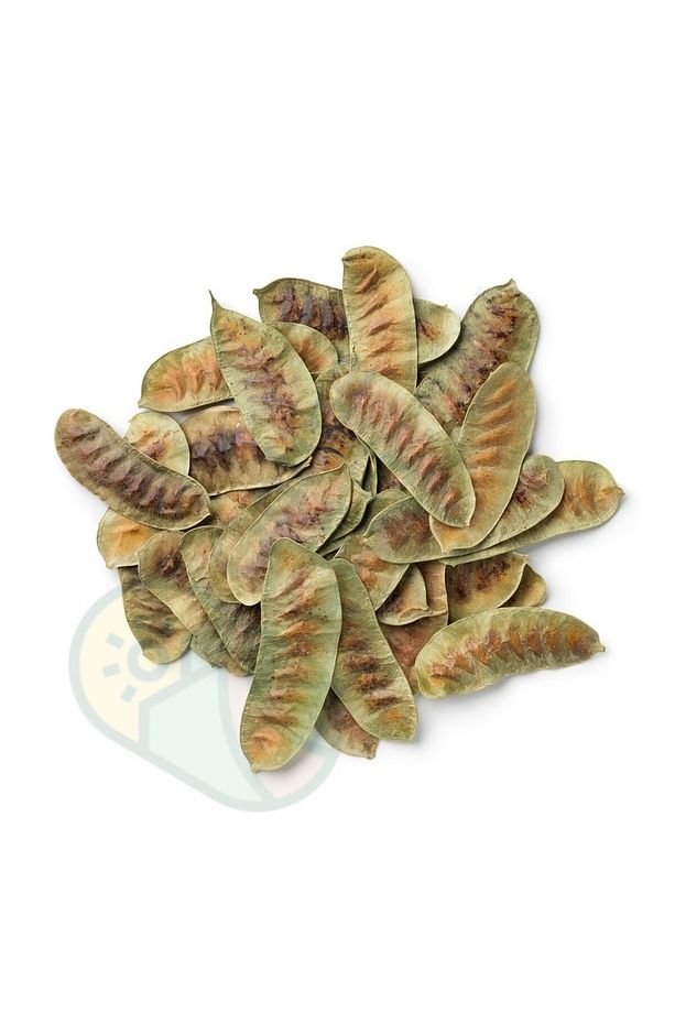Açlık Otu 100gr - 2