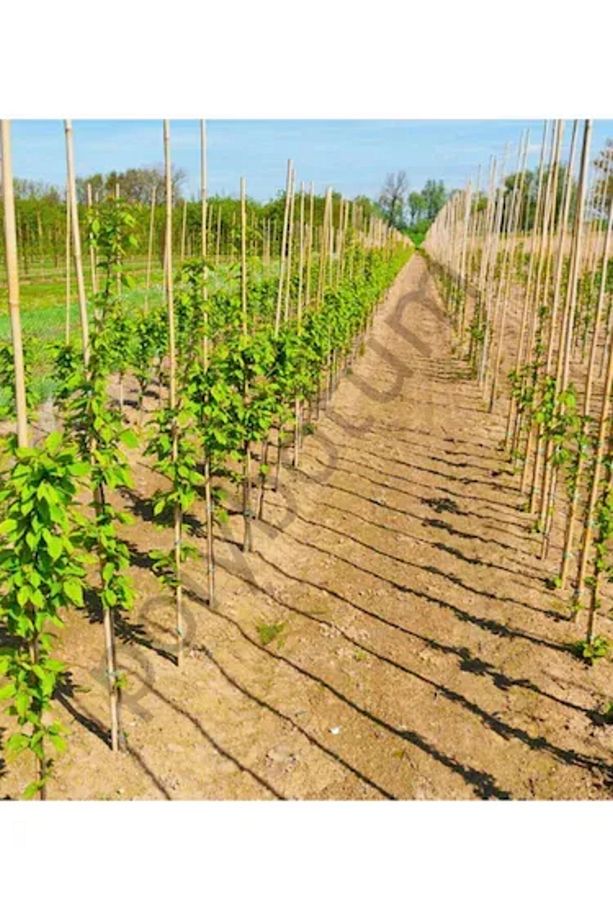 Bambu Bitki Destek Çubuğu 100 cm 10'lu | Saksı, Bahçe, Sarmaşık ve Çiçekler İçin Doğal Destek - 2