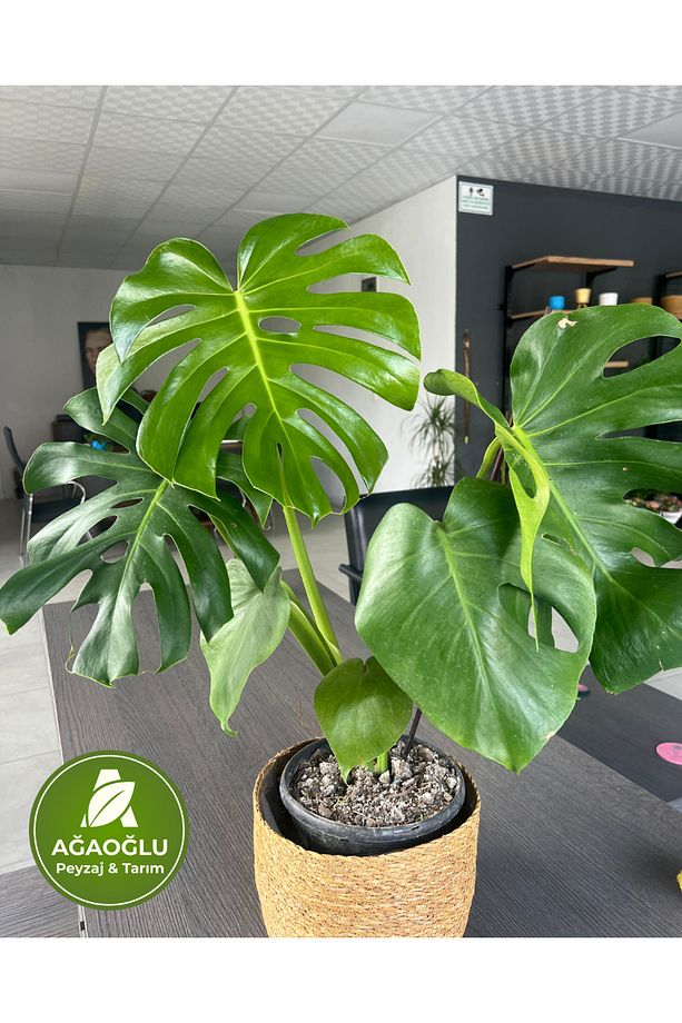 Monstera Deliciosa (Deve Tabanı) – Büyük Yapraklı Tropikal Salon Bitkisi - 4