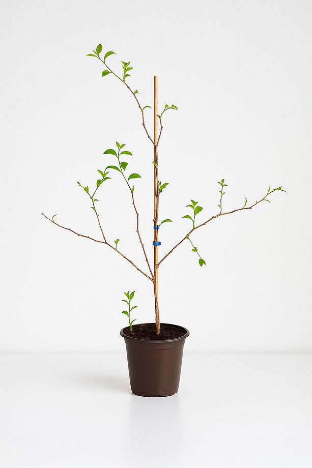 Goji Berry Fidanı Bigberry Kurt Üzümü Fidanı 70 Cm Üzeri - 5