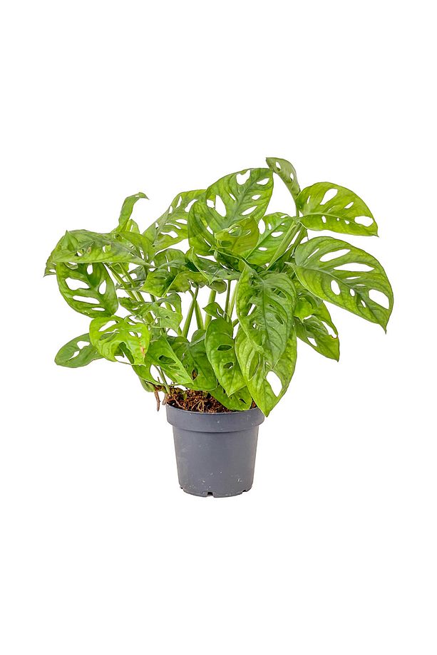 Monstera Adansonii-monkey Mask-ithal - 1