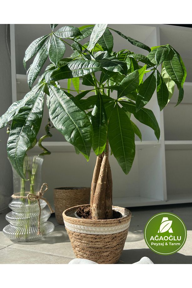 Para Ağacı – Pachira Aquatica – Şans ve Bereket Bitkisi - 1