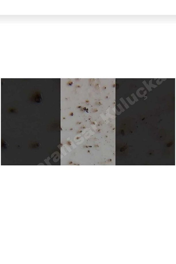 Canhiper 20 Wp Bit Bombası 1 Kg Toz Bit Gece Biti Pire Kene - 2