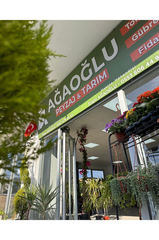 Strelitzia (Starliçe) 100-150cm - Cennet Kuşu Çiçeği – Tropik Görünümlü Canlı Salon Bitkisi - 5