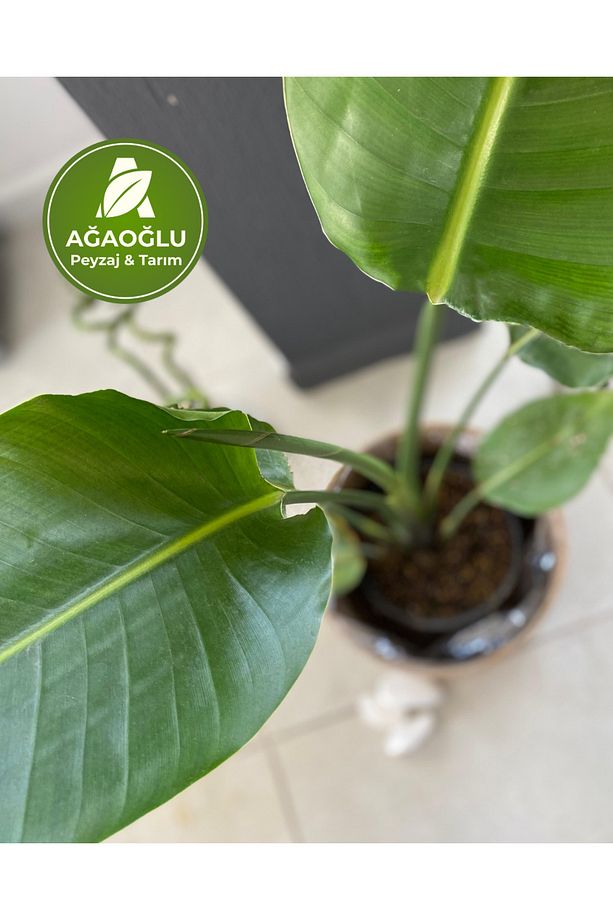Strelitzia (Starliçe) 100-150cm - Cennet Kuşu Çiçeği – Tropik Görünümlü Canlı Salon Bitkisi - 2
