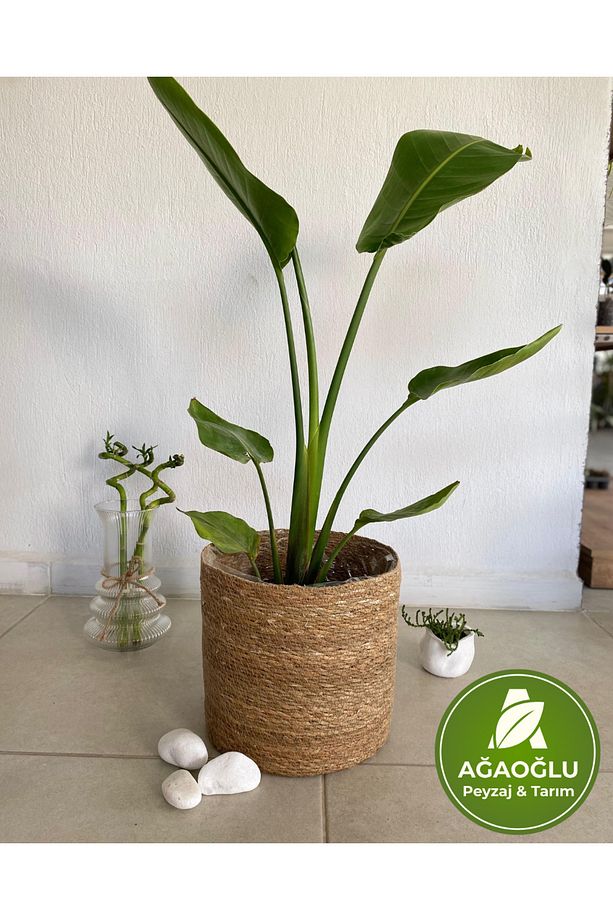 Strelitzia (Starliçe) 100-150cm - Cennet Kuşu Çiçeği – Tropik Görünümlü Canlı Salon Bitkisi - 3