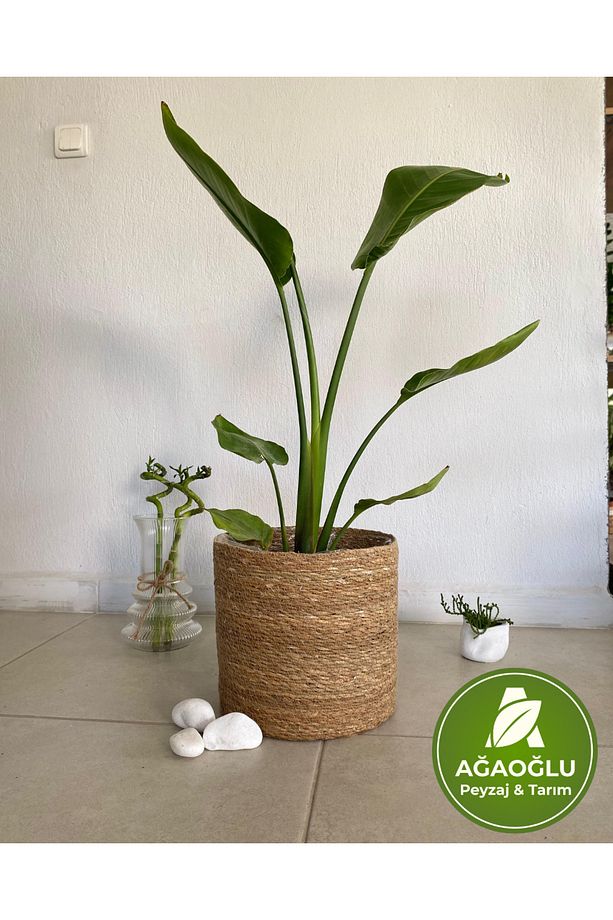Strelitzia (Starliçe) 100-150cm - Cennet Kuşu Çiçeği – Tropik Görünümlü Canlı Salon Bitkisi - 4