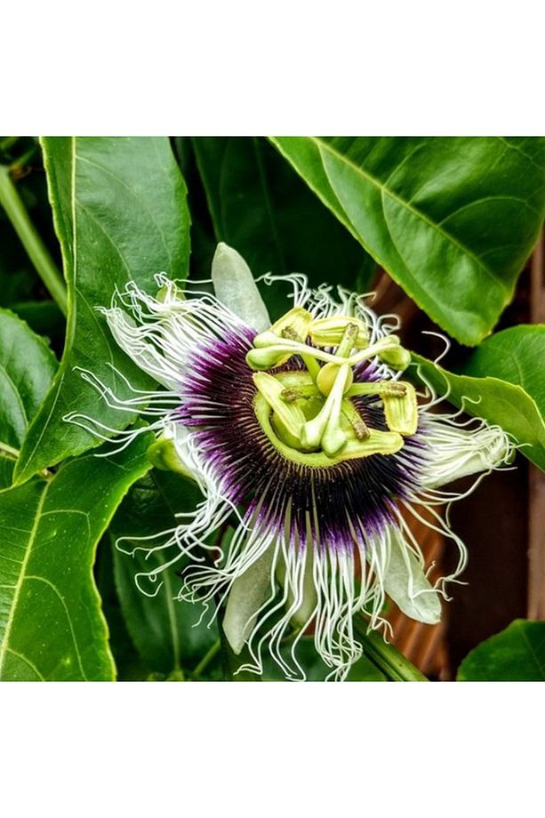 Çarkıfelek(Passiflora Edulis) Fidanı - 1