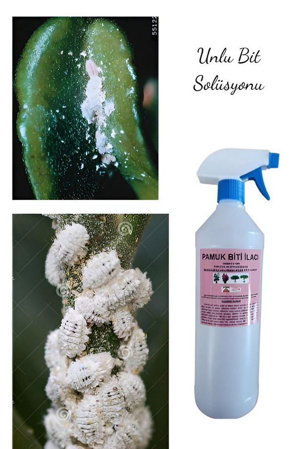 ÇİÇEK VE BİTKİLER İÇİN UNLU PAMUK BİTİ SOLÜSYONU 1000 ML - 1