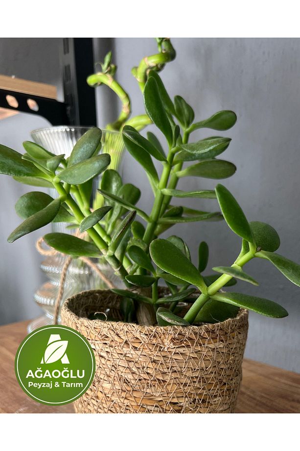 Para Ağacı – Crassula Ovata (Yeşim Bitkisi) – Bonsai Formlu, Bereket Getiren Sukulent - 2