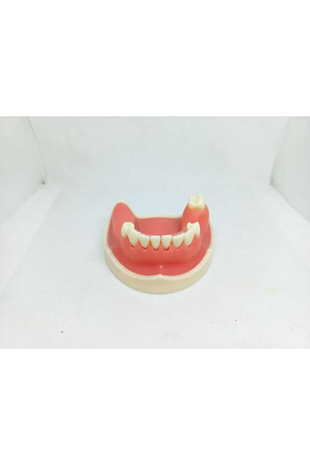 Diş Etli Çene Modeli no: 2026 - 1