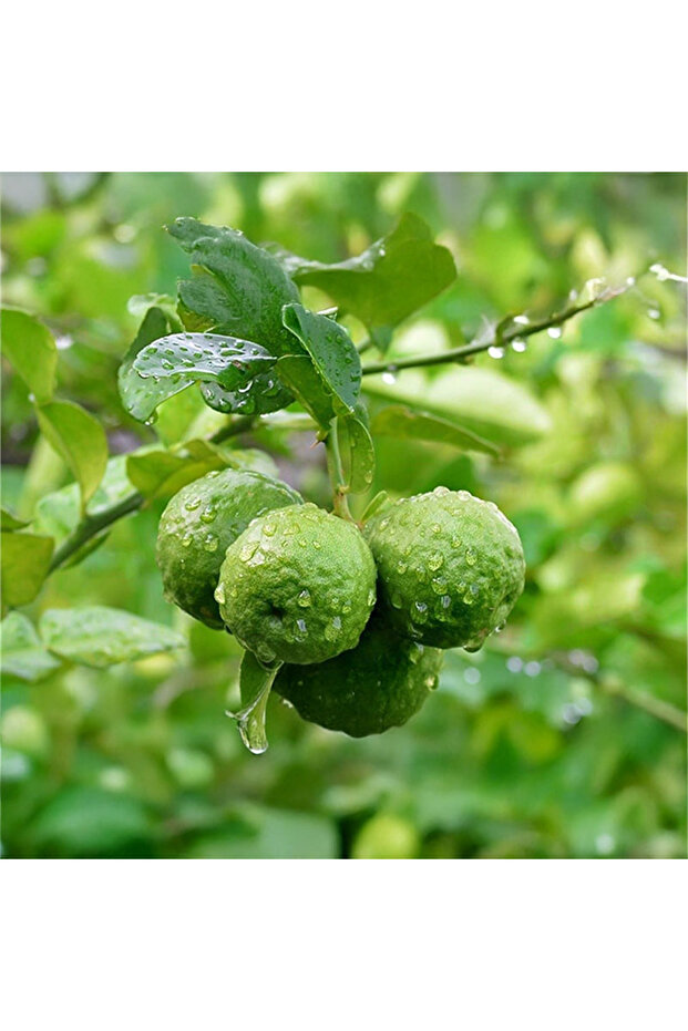 Bergamot Limonu Fidanı - 1
