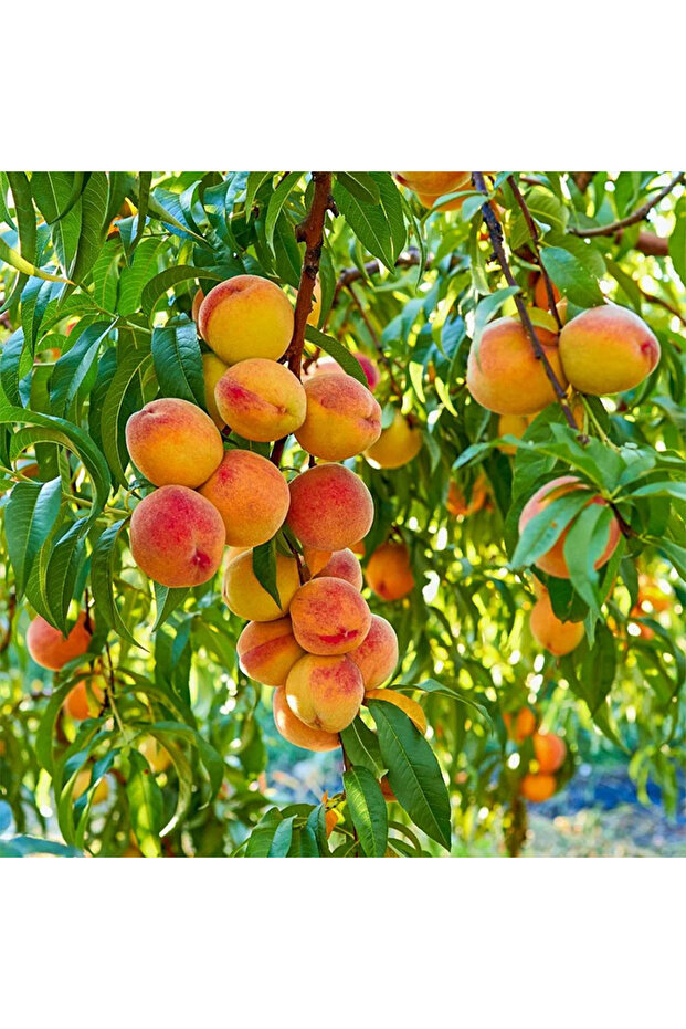 Yerli Şeftali Fidanı - 1