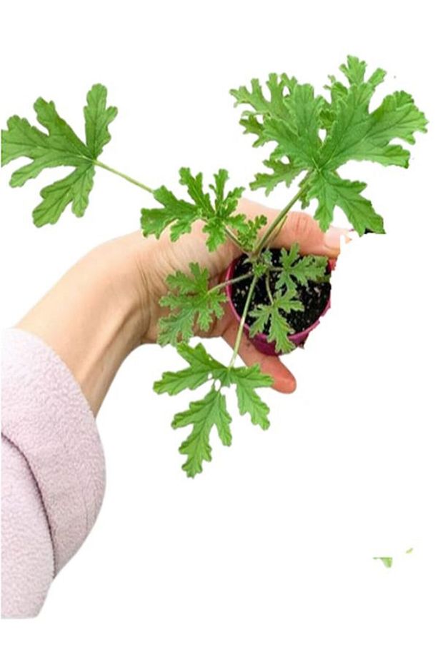 Çok Avantajlı Kırmızı Fırça Çalısı+Kırmızı Mercan Çiçeği+Itır Çiçeği Hediyeli Peyzaj Seti - 4