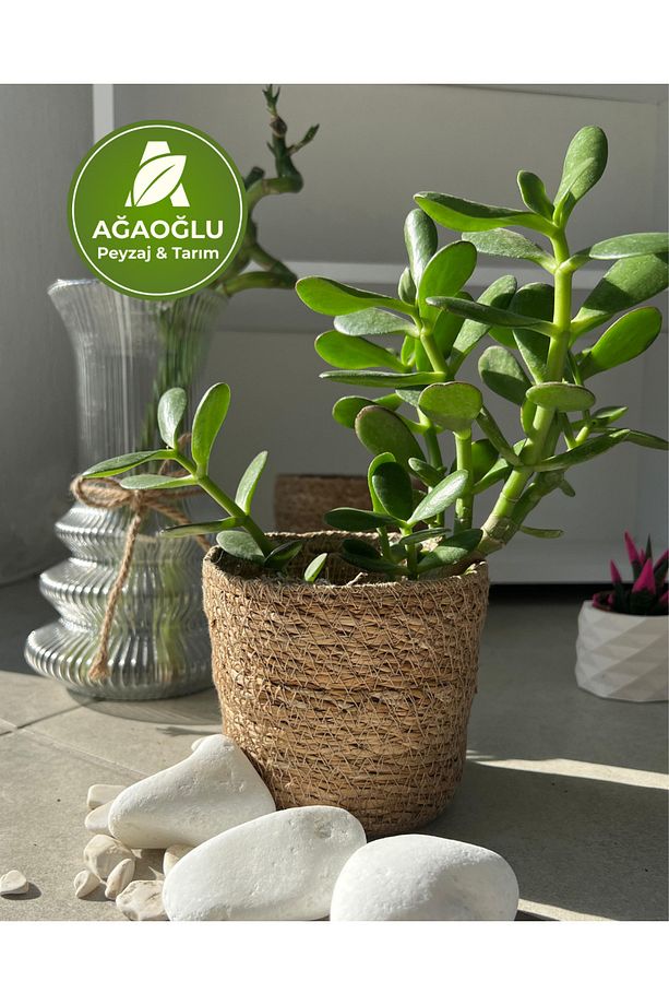 Para Ağacı – Crassula Ovata (Yeşim Bitkisi) – Bonsai Formlu, Bereket Getiren Sukulent - 4