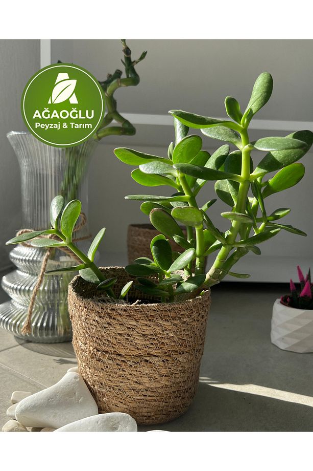 Para Ağacı – Crassula Ovata (Yeşim Bitkisi) – Bonsai Formlu, Bereket Getiren Sukulent - 1