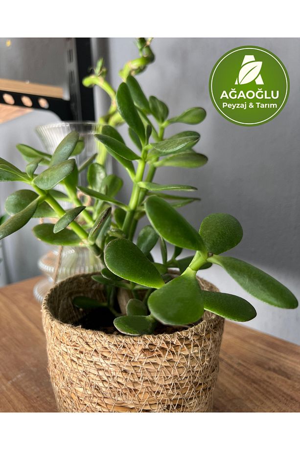Para Ağacı – Crassula Ovata (Yeşim Bitkisi) – Bonsai Formlu, Bereket Getiren Sukulent - 3