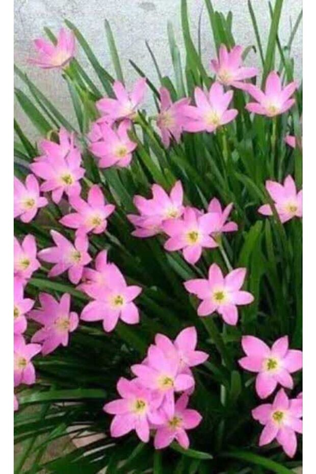 Zıpçıktı Çiçeği Pembe Zephyranthes - 1