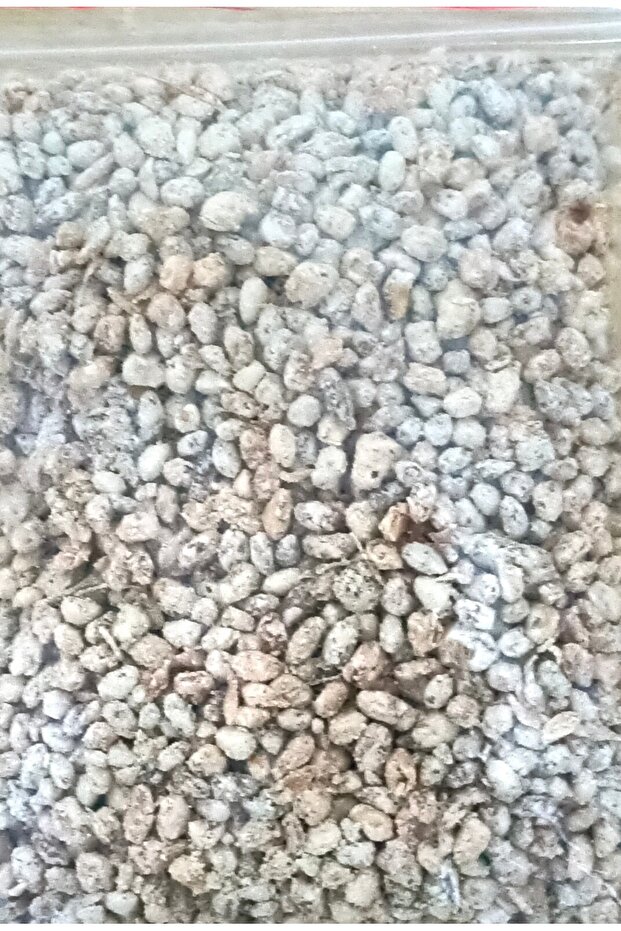 İstiridye Mantar Tohumu 1 Kg (4 ADET EKİM POŞETİ HEDİYELİ) - 3