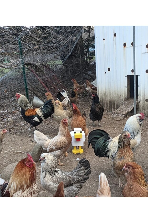 Tavuk Chicken Figür - 5