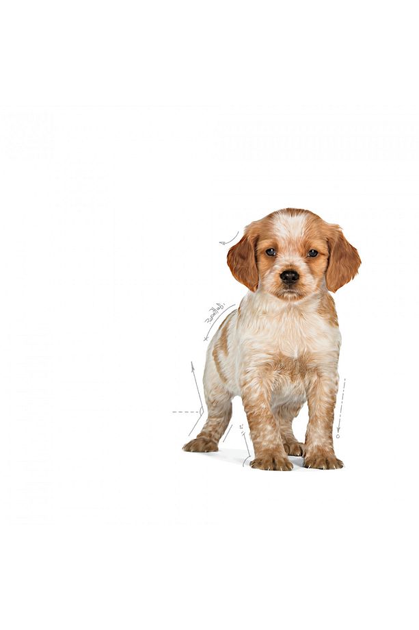 Orta Irklar Için Yavru Kuru Köpek Maması 15kg - 3
