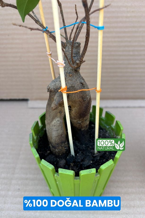 Bitki Fidan Saksı Destek Kazığı 10 Adet 30cm Bambu Destek Çubuğu Seti - 3