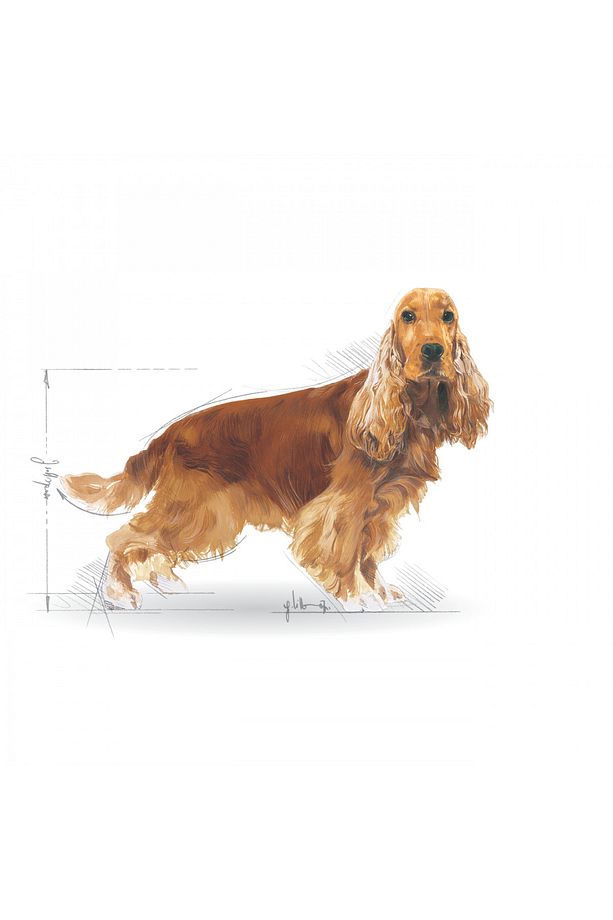 Cocker Kuru Köpek Maması 3kg - 3