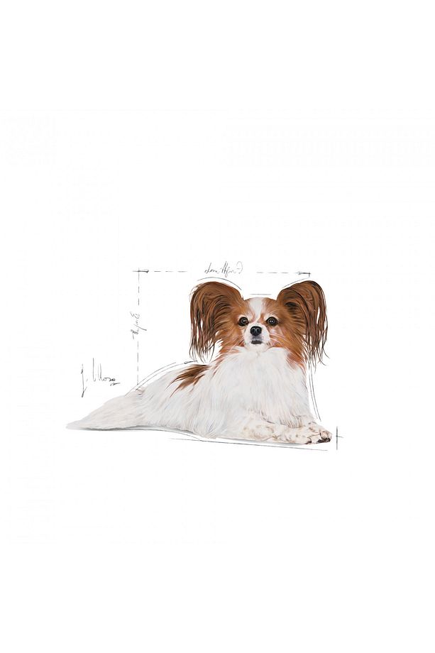 Xsmall Ageıng 12 Çok Küçük Irklar Için Ageing 12 Yaş Ve Üzeri Kuru Köpek Maması 1.5kg - 3