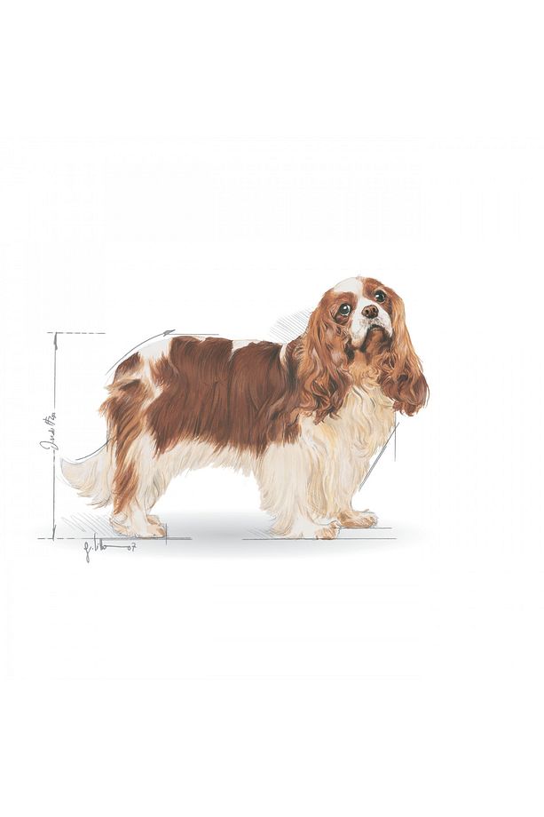 Cavalier King Charles Kuru Köpek Maması 3kg - 3