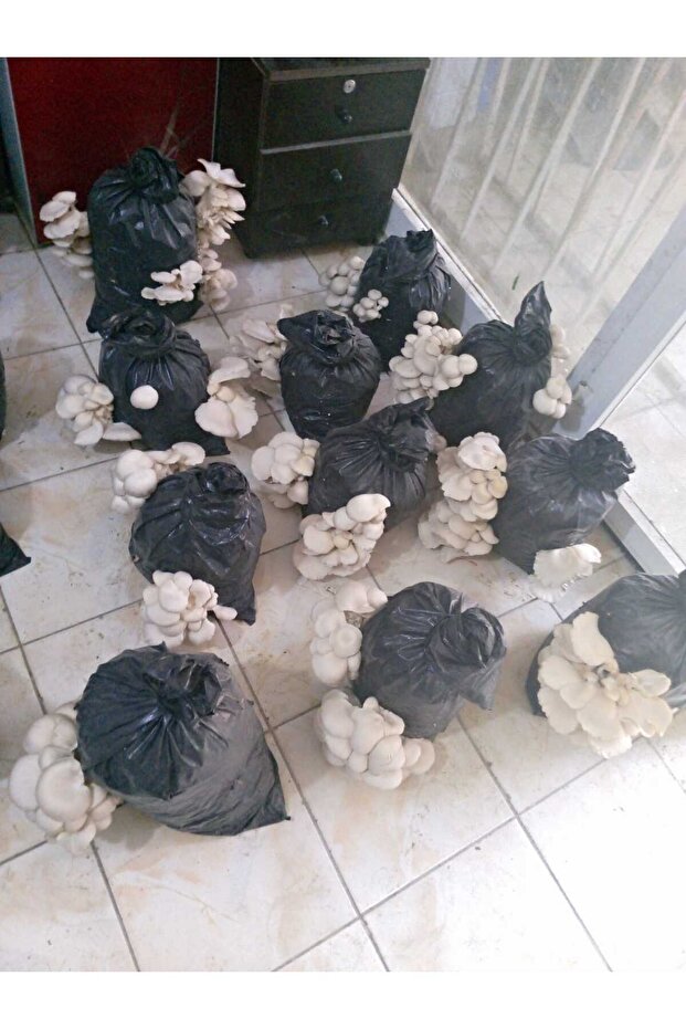 İstiridye Mantar Tohumu 1 Kg (4 ADET EKİM POŞETİ HEDİYELİ) - 6
