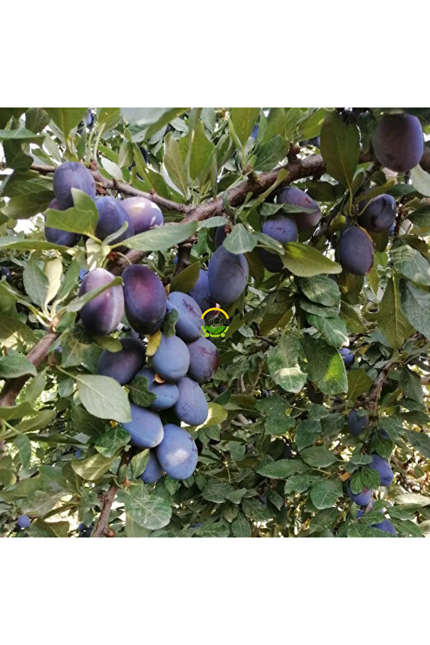 6 Yaş Aşılı Mürdüm Erik Fidanı - 1