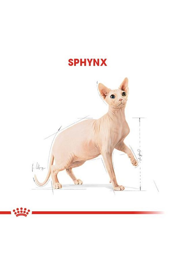 Sfenks Için Yetişkin Kuru Kedi Maması 2kg - 5