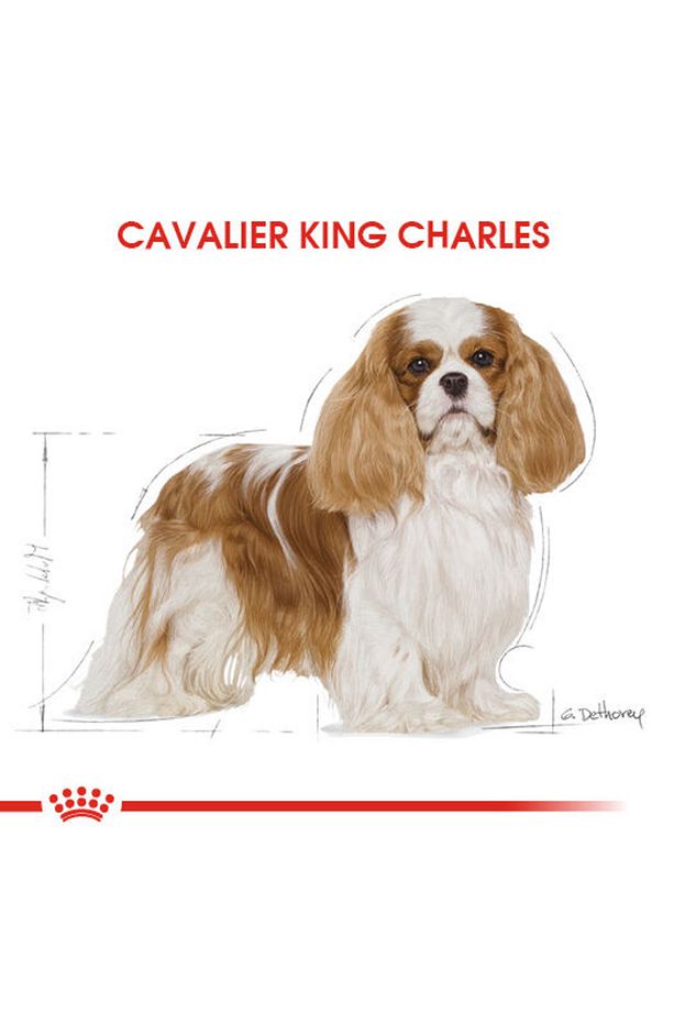 Cavalier King Charles Kuru Köpek Maması 3kg - 5