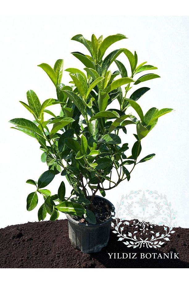 Parlak Yapraklı Yağlı Kartopu Çit Bitkisi Viburnum Licudum Fidanı 60-80 Cm - 2