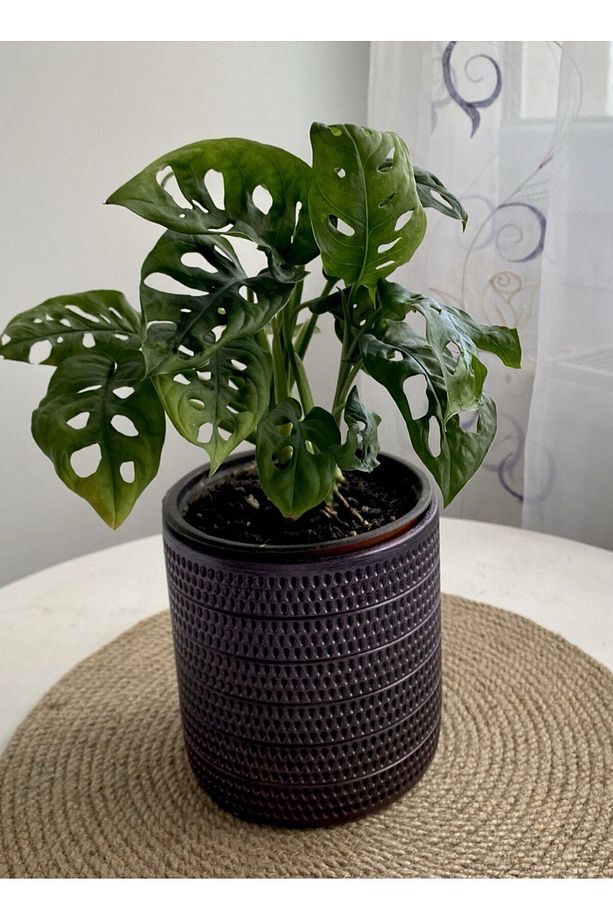 MONSTERA MONKEY LEAF &DELİKLİ DEVE TABANI-OFİS-SALON BİTKİSİ - 2