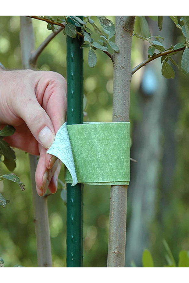 ربطات الأشجار - 1