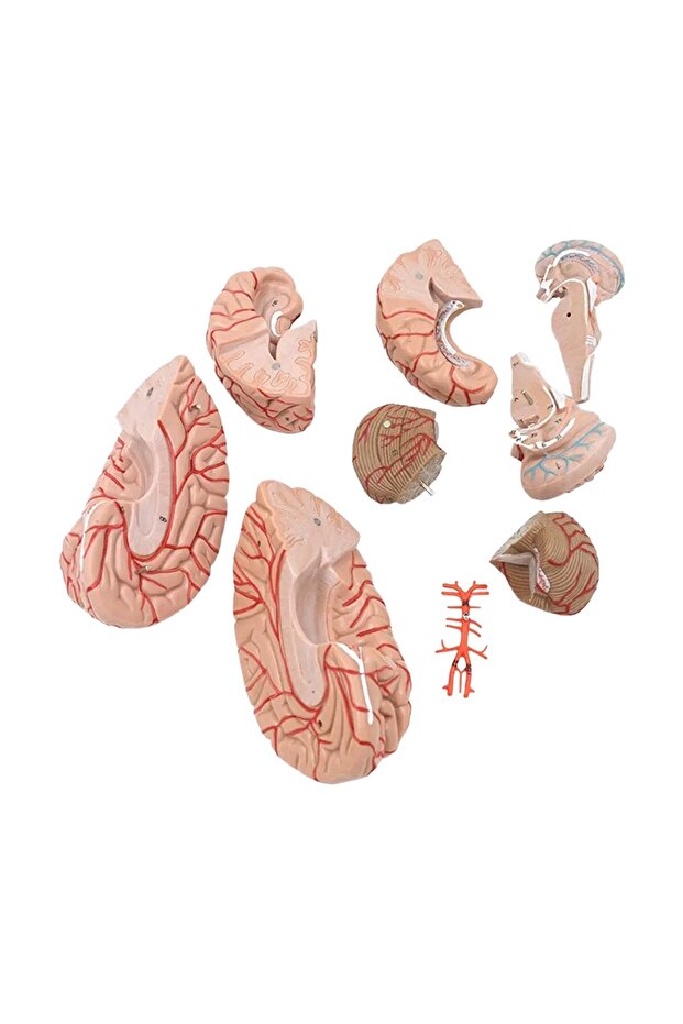 Beyin Maketi Model 52 - 4