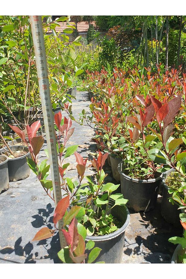 🔥 Alev Çalısı (Photinia x Red Robin ) 50cm -100 cm - 2